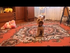 Yorkshire terrier Venya -tricks