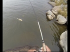 Walleye Slip bobber shore fishing