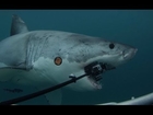 Great White Shark attacks 6 GoPro Hero3 Cameras - $5000 Reward