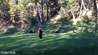 Baby Bear Plays Golf Poorly