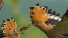 HOOPOE / Upupa epops / in SLOW MOTION