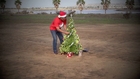 Santa's Flying Tree