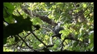 African golden cat being harassed by monkeys in a tree – Uganda