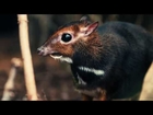 Rare Philippine mouse deer born in UK first at Chester Zoo
