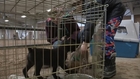 100 dogs rescued