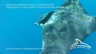 Giant devil ray in the Adriatic - Golub uhan (morski vrag) u Jadranu