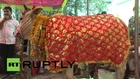 India: Two cows say 'I moo' as they enter arranged wedded bliss