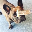 French Bulldog Ella tries Swedish fermented herring.