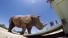 GoPro: The Last of the Rhinos