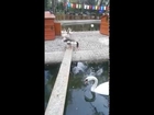 White Swan Drinks Water / Beyaz Kuğu Su İçiyor