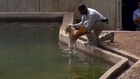 Lion cubs pass their swimming test