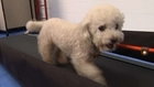 New doggie gym offers Fido a chance for fitness