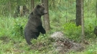 Just the bare necessities for Estonia’s bear watchers