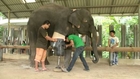 Mosha the elephant gets her new leg