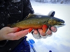 Ice Fishing in the Colorado Mountains for Brook & Golden Trout