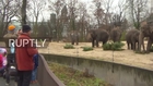 Germany: Berlin Zoo elephants snack on a Christmas tree-at!