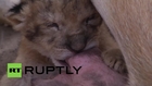 State of Palestine: Adorable lion cub nursed by a DOG at Gaza zoo