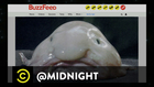 Plenty O'Fish - @midnight with Chris Hardwick