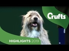 Kratu The Happy-Go-Lucky Rescue Dog Has A Mind Of His Own | Crufts 2019