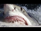 Great White Shark Most Terrifying Predator on the Planet (Documentary)