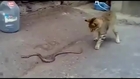 Cat vs Snake