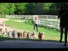 Running of the Goats 2015 Sunflower Farm