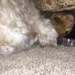 Hamster Uses Dog's Wagging Tail to Get a Massage