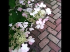 Petals #pink#petals#flower#nature#pune#punephotography#puneinstagrammers#rains#fresh#romantic#flor