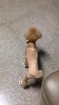 Dog Has Trouble Walking in Shoes