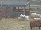 Lambs Use Older Sheep as a Launchpad