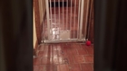 Owner captures amazing video of Shropshire dog performing Houdini-like escape