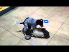 Small DOG SEX with toy - Very funny