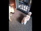 Small dog versus Big Dog.
