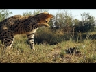 Serval vs. Snake | South Africa