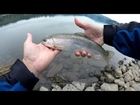 oregon trout fishing foster reservoir