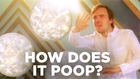How Does the Holy Trinity Poop?