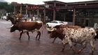 Old Fortworth TX Stockyards Cattle Drive....tourists freaking everywhere
