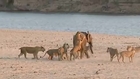 Elephant Somehow Manages to Fend Off Lion Attack