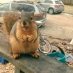 Fat squirrel loves you