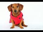 Dog Videos: Funny Dachshund Dog