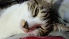 Sleepy Cat Gets Rude Awakening