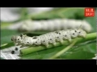 The Life of a Silkworm