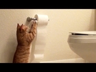 Toilet Paper Killer!!