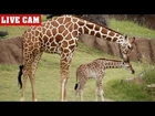 Animal Adventure Park Giraffe Cam | April The Giraffe Giving Birth