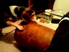Dumb dog hunts a pretzel