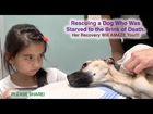 Rescuing a Dog Who Was Starved to the Brink of Death - Her Recovery Will AMAZE You! Please Share!