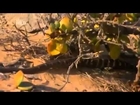 World's Deadliest Snakes Nature Documentary