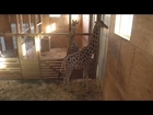 Animal Park April the Giraffe Cam Live stream