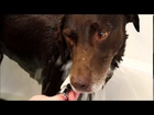 Ryker the Search and Rescue Dog Visits Burlington Dog Works