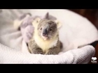 Koala joey plays in baby basket during first ever photoshoot